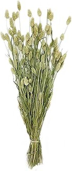 Descubre los beneficios del phalaris seco para decorar tu hogar