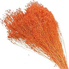 Cómo identificar flores Broom Bloom preservadas de alta calidad