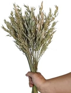 Guía para Cuidar y Mantener la Avena Seca Decorativa