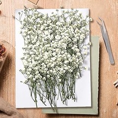 Guía para Seleccionar Paniculata Seca Según tu Estilo de Decoración