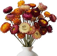 Comparativa de precios de flores preservadas para cuadros