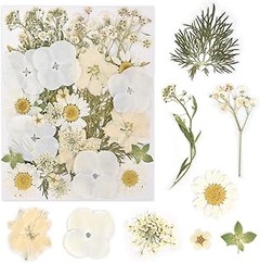 Flores Secas vs. Flores Frescas: ¿Cuál es la mejor opción para decorar?