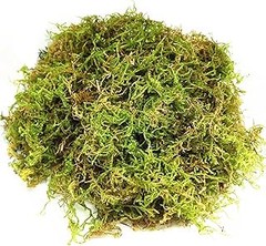 Musgo Preservado o Natural: ¿Cuál Es la Mejor Opción para Ti?