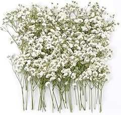 Dónde comprar paniculata seca al mejor precio