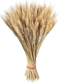 Mejores tiendas para comprar phalaris seco online