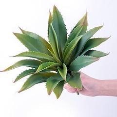 ** Inspírate: Ideas de decoración con cactus artificiales para tu hogar