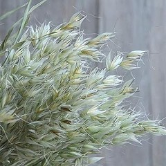Inspiradoras Ideas de Decoración con Avena Seca para Tu Hogar