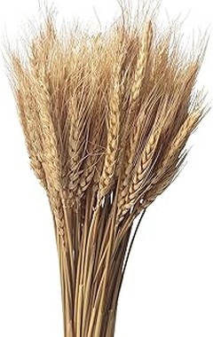 Todo lo que necesitas saber sobre el trigo seco decorativo