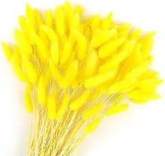 Descubre los Tipos de Lagurus Seco y Cómo Usarlos en tu Decoración