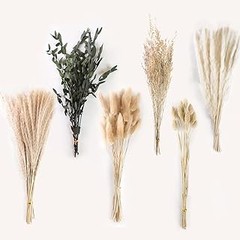Descubre los diferentes tipos de pampas secas y sus características