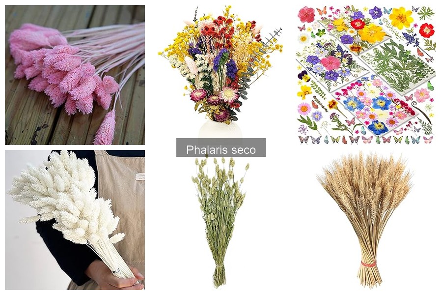 Alternativas al phalaris seco para decoración floral