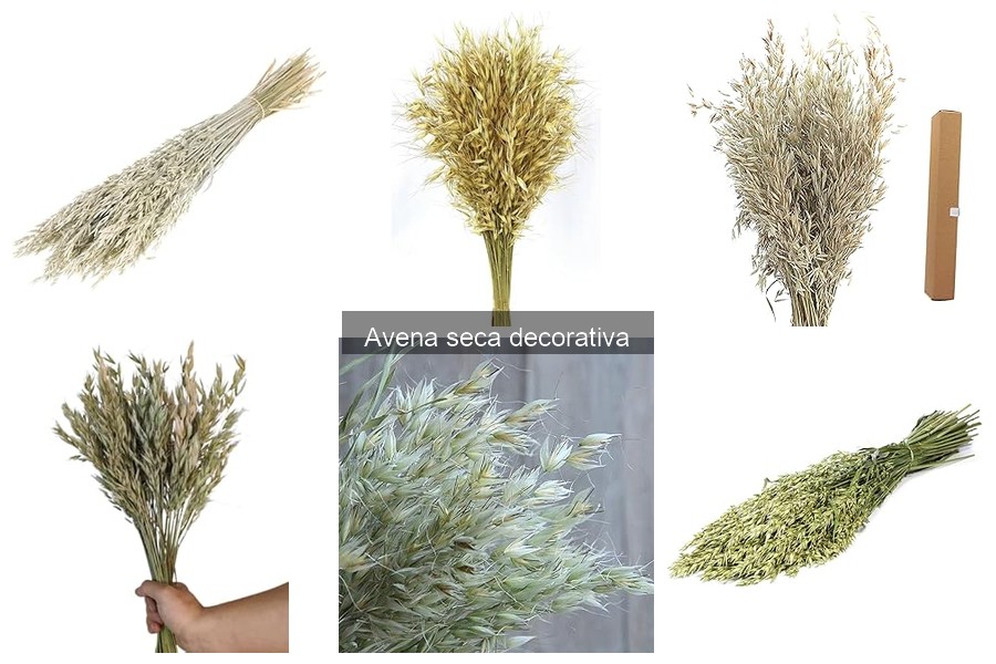 Beneficios de la Avena Seca Decorativa en tu Hogar