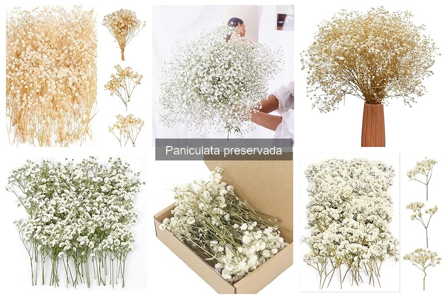 Cómo cuidar la paniculata preservada para que dure más