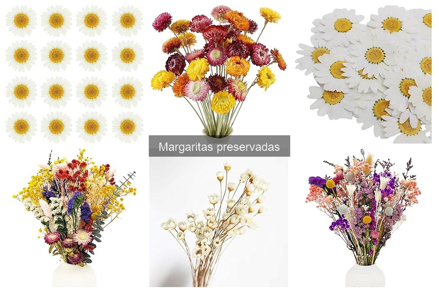 Cómo cuidar margaritas preservadas: consejos esenciales