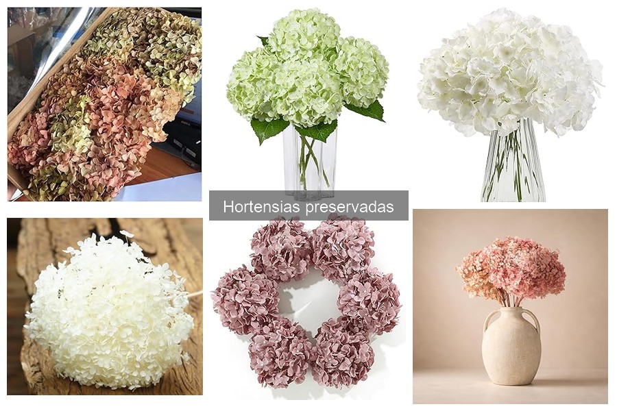 Cómo cuidar tus hortensias preservadas en casa