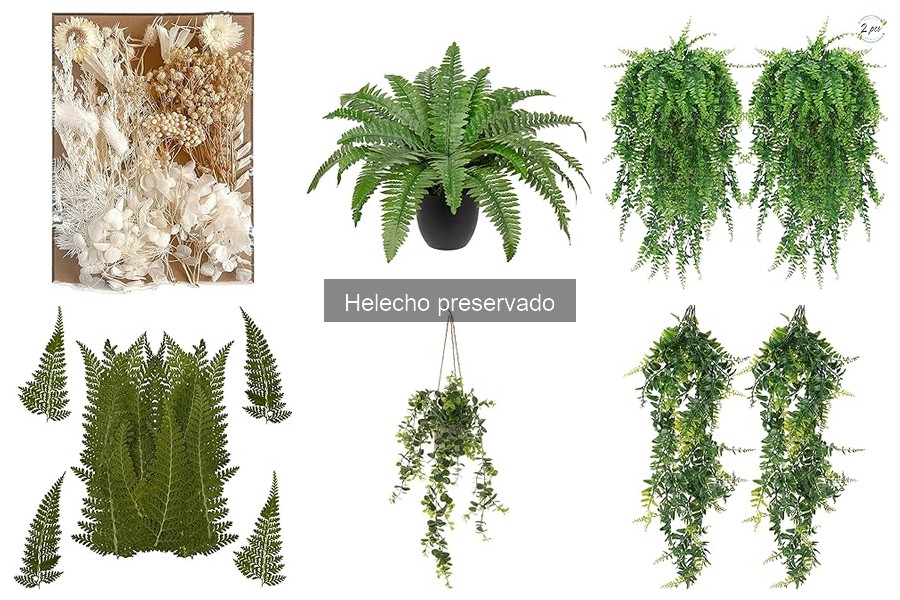 Cómo elegir el helecho preservado perfecto para tu decoración