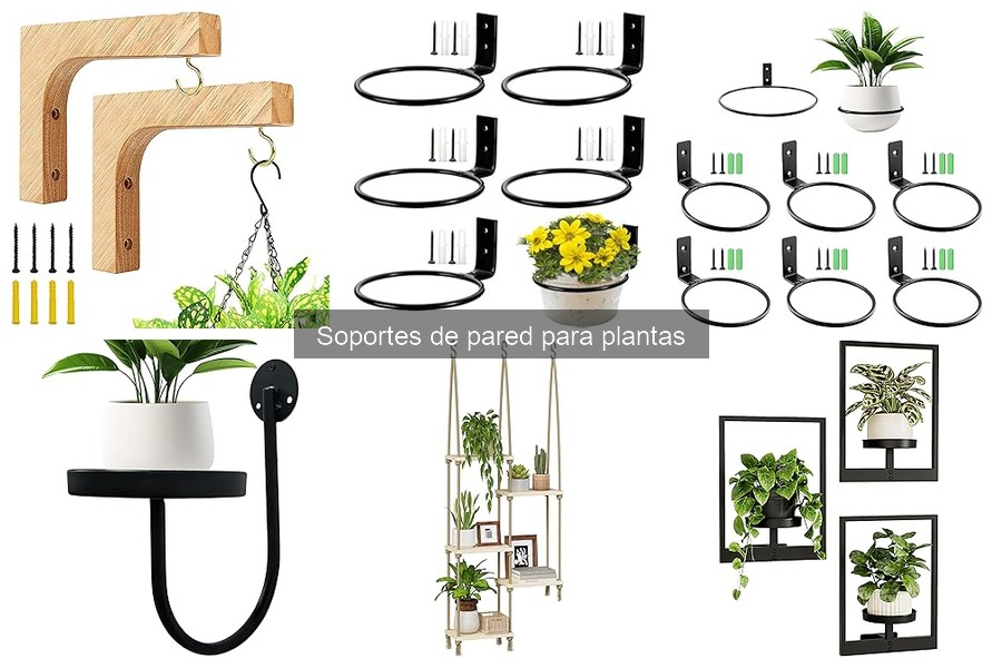 Cómo elegir el mejor soporte de pared para plantas