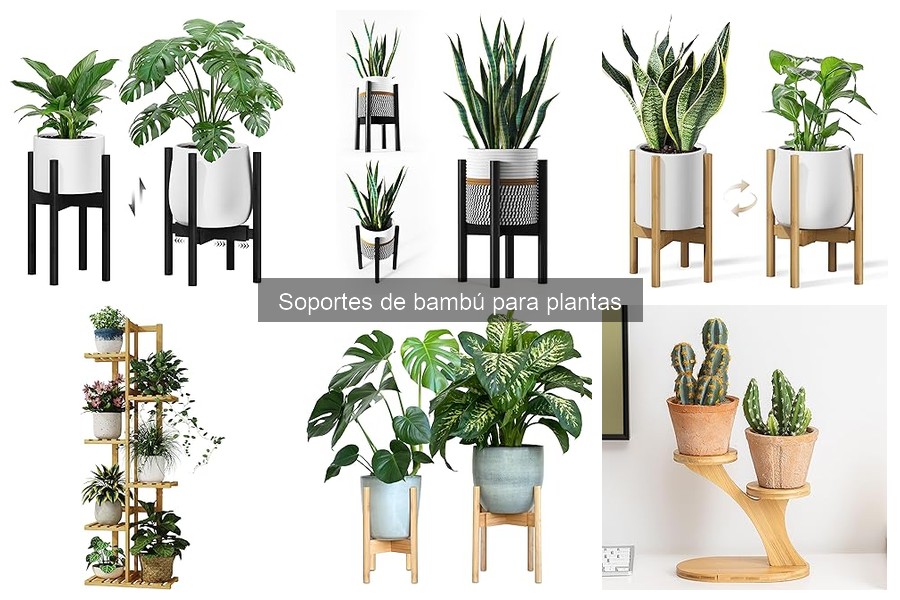 Cómo elegir el soporte de bambú adecuado para tus plantas