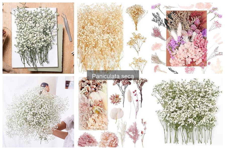 Cómo Elegir Paniculata Seca para Cada Estilo de Decoración