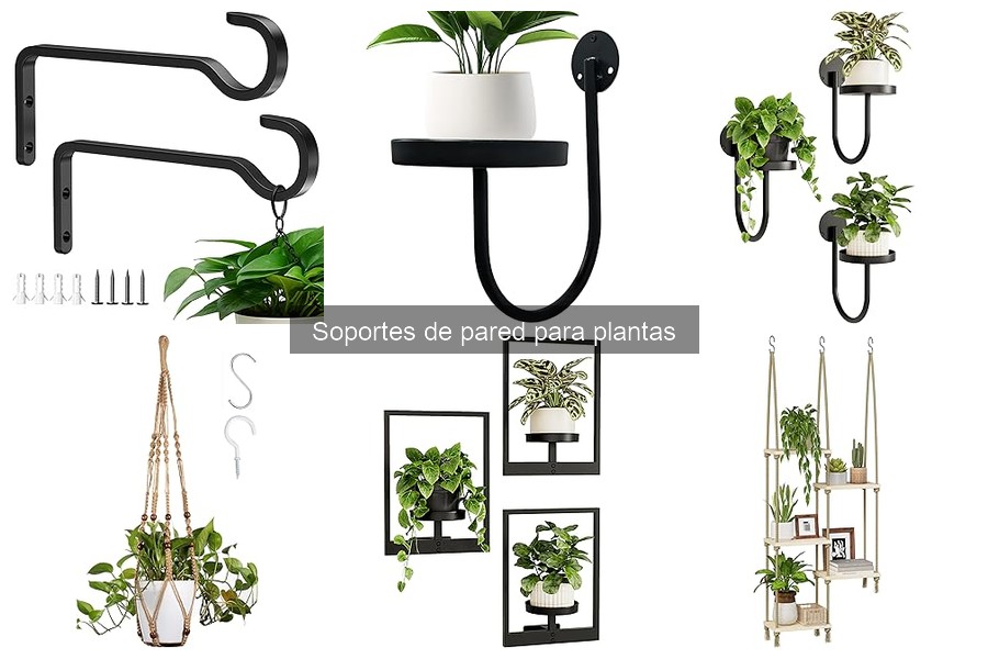 Cómo mantener los soportes de pared para plantas en perfectas condiciones