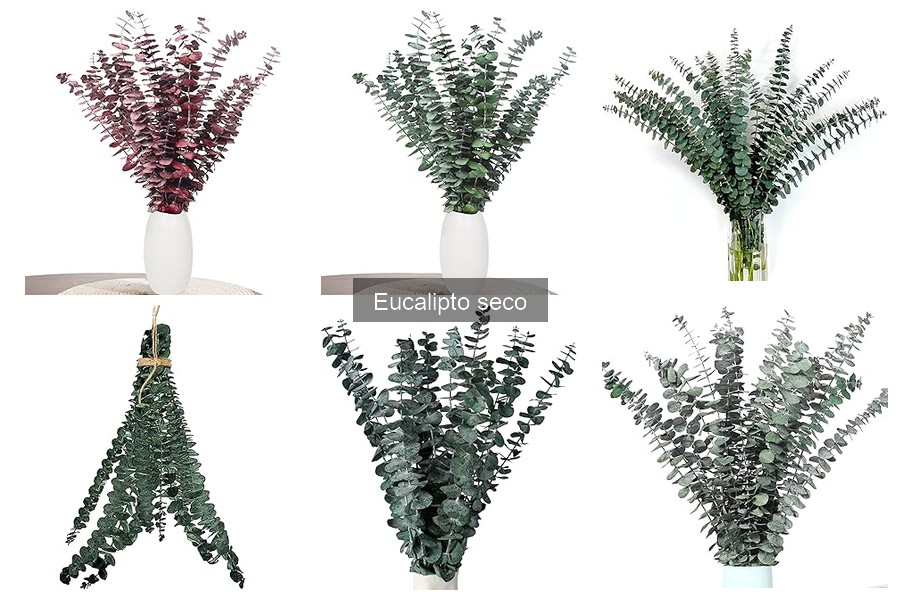 Cómo usar eucalipto seco en decoración de interiores