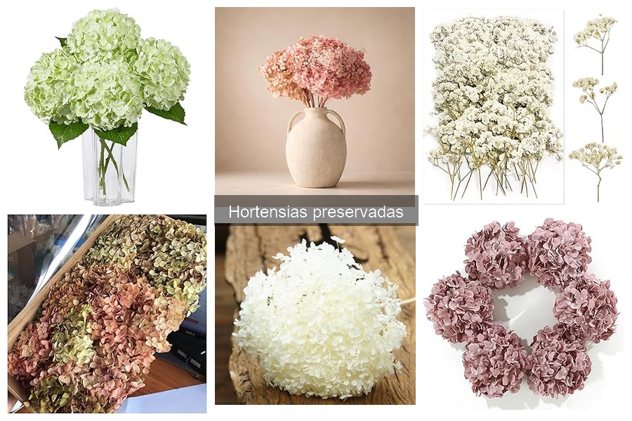 Comparativa de marcas de hortensias preservadas para tu hogar