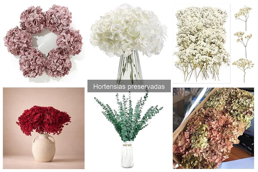 Diferencias entre Hortensias Preservadas y Flores Secas
