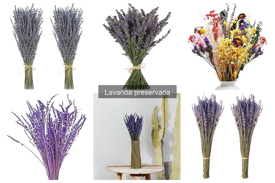 Diferencias entre lavanda preservada y seca: ¿Cuál elegir?