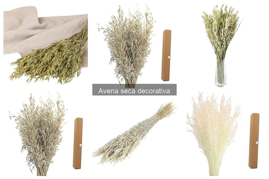 Dónde comprar avena seca decorativa: opciones en línea y físicas