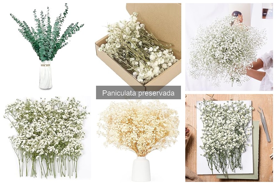 Dónde comprar paniculata preservada online fácilmente