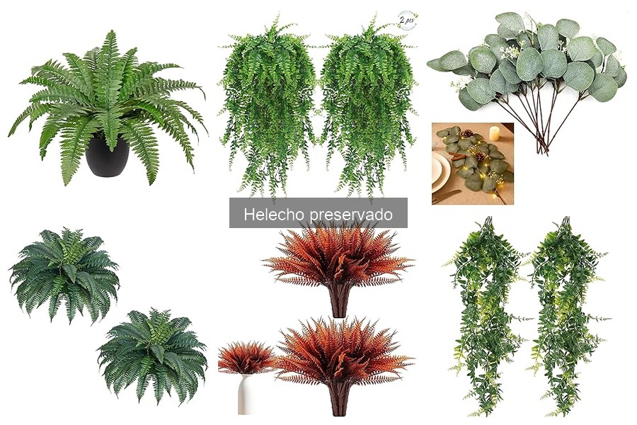 Errores comunes al comprar helechos preservados para decorar
