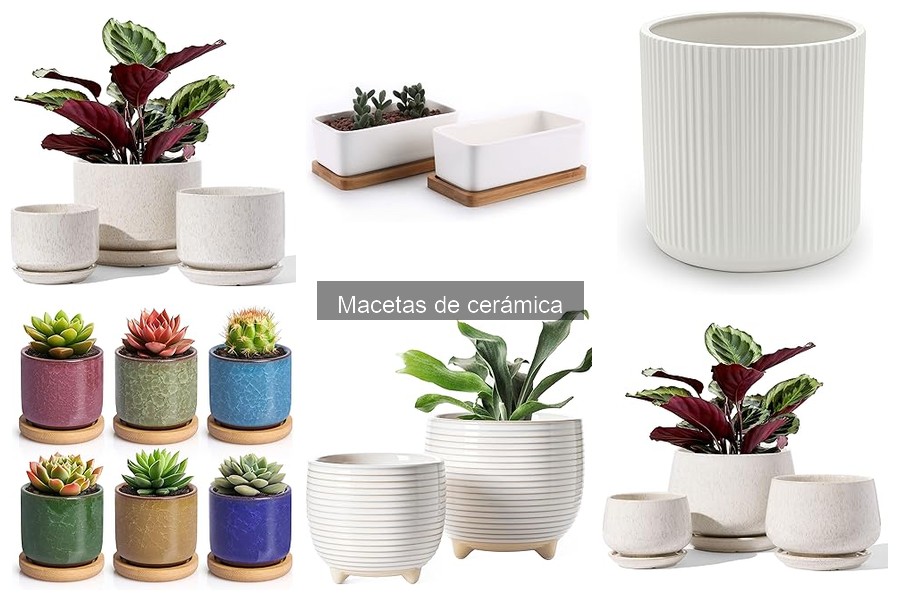 Errores comunes al regar plantas en macetas de cerámica