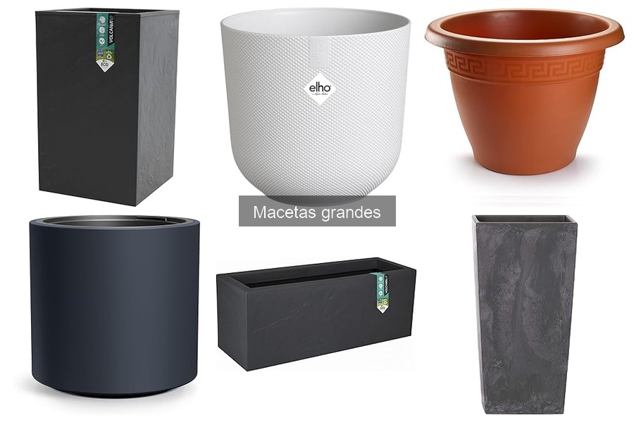 Errores comunes al usar macetas grandes para tus plantas