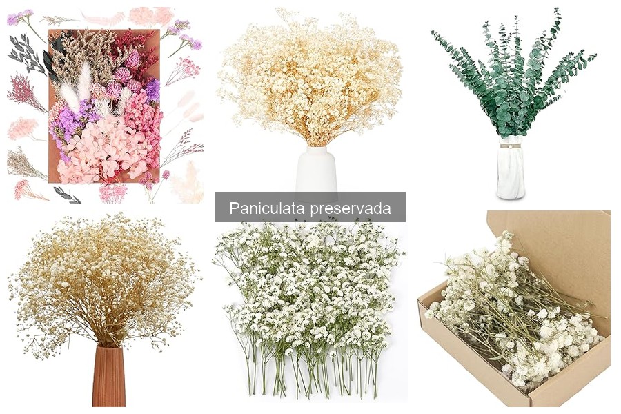 Guía de compra de paniculata preservada para decoraciones