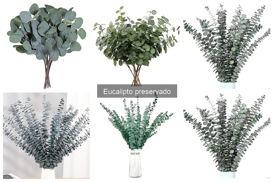Guía para Comprar Eucalipto Preservado para Decoración