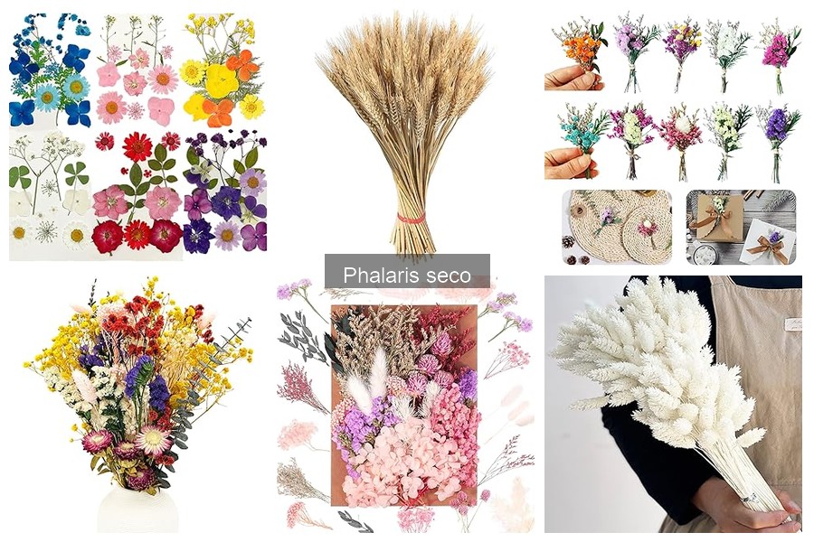 Guía para comprar Phalaris seco: calidad y tipos