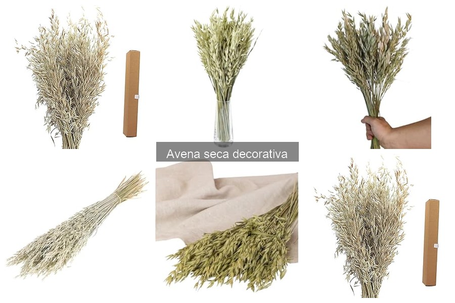 Guía para Elegir Avena Seca Decorativa para Tu Hogar