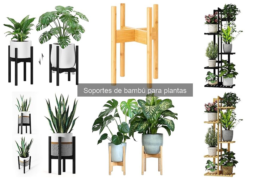 Mejores soportes de bambú para plantas trepadoras en casa