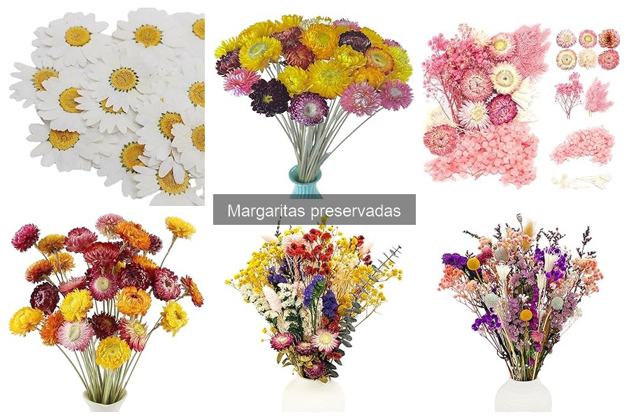 Mejores tiendas para comprar margaritas preservadas online