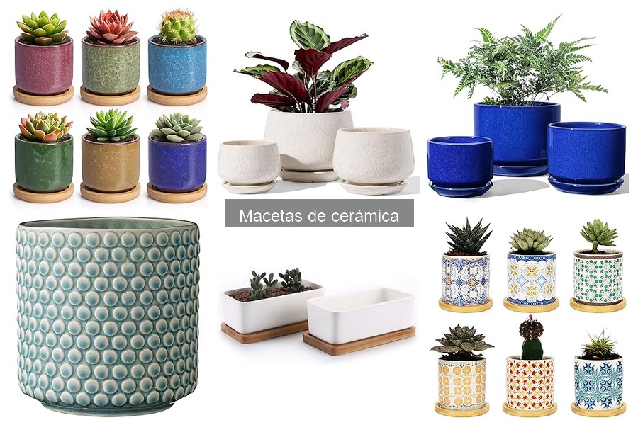Plantas ideales para macetas de cerámica: ¡Descúbrelas!