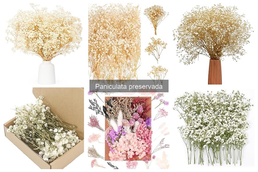 Precios de paniculata preservada en tiendas online