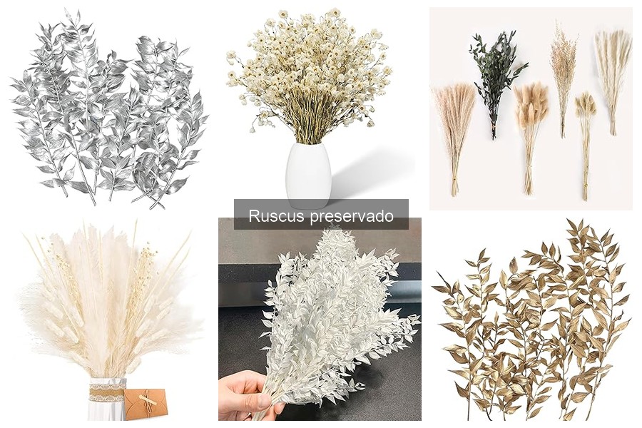 Precios del Ruscus Preservado y Dónde Comprar en 2023