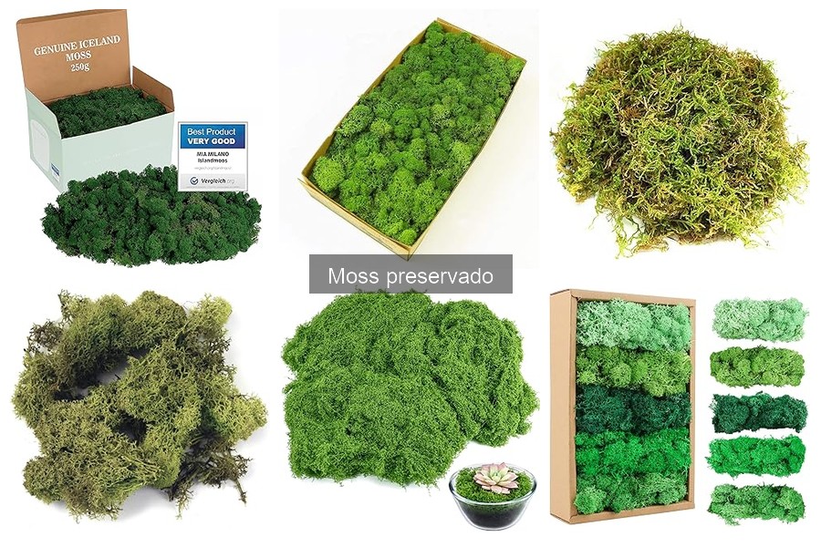 ¿Qué es el musgo preservado? Propiedades y usos