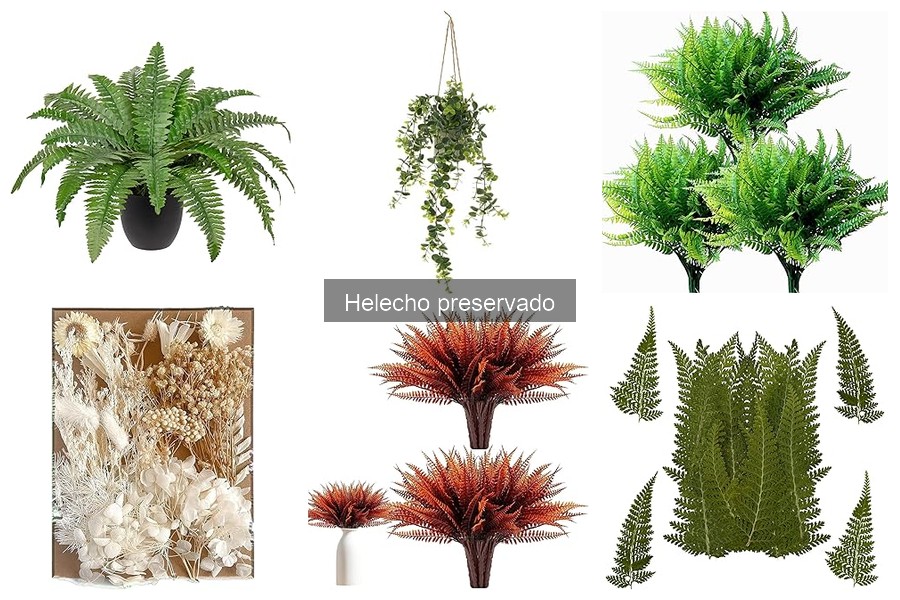 ¿Qué es un helecho preservado? Descubre todo sobre ellos