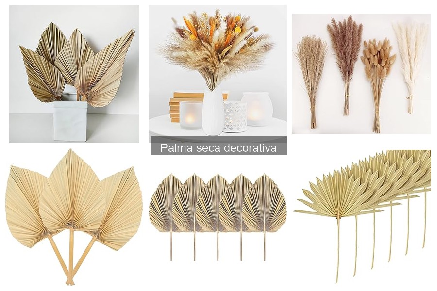 ¿Qué es una palma seca decorativa? Descúbrelo aquí