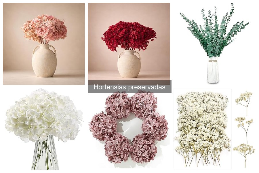 ¿Qué son las hortensias preservadas? Explicación y beneficios