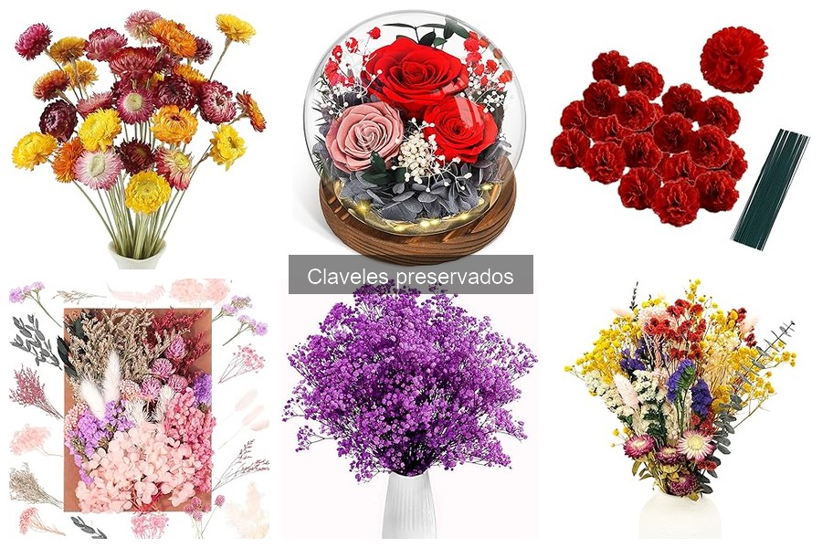 ¿Qué son los claveles preservados? Descubre sus características