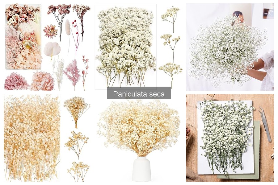 ** Tendencias en Decoración con Paniculata Seca para 2023