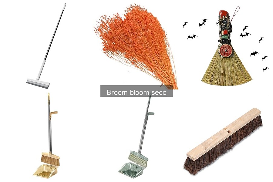 Tipos de broom bloom seco para decorar tu hogar