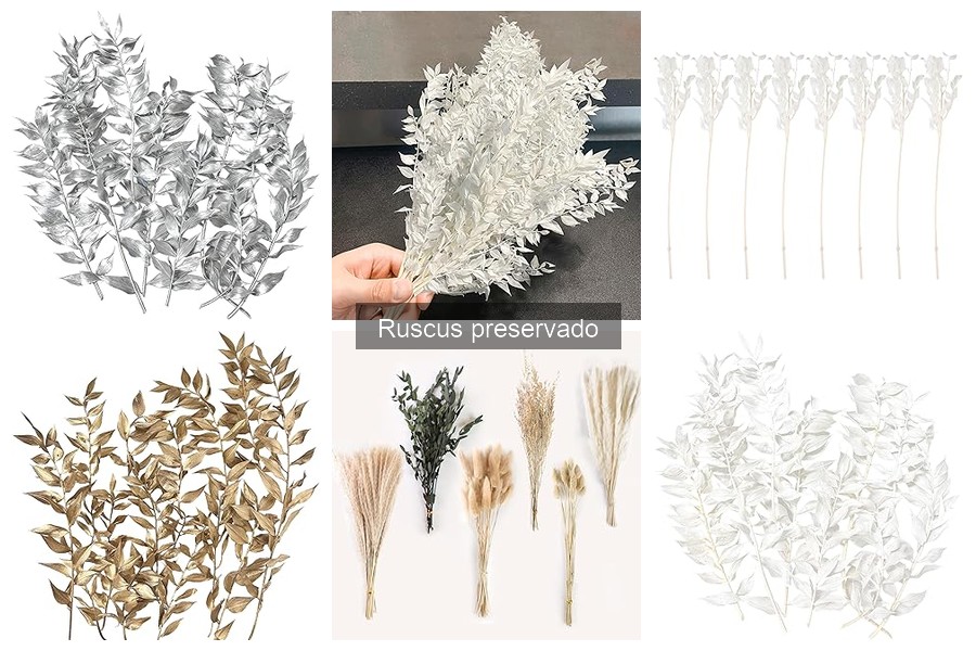 Tipos de Ruscus Preservado y Sus Usos Decorativos